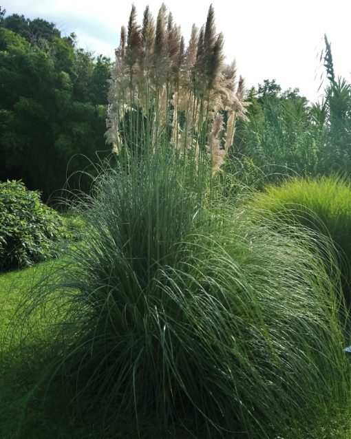 Erba della Pampa  -  Cortaderia Selloana