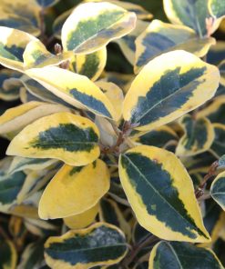 Alternative view of Elaeagnus x submacrophylla “Gilt Edge”