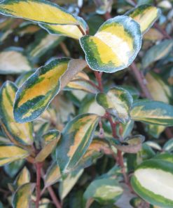 Alternative view of Elaeagnus x submcrophylla  “Limelight”