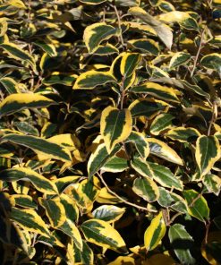 Elaeagnus x submacrophylla “Gilt Edge”