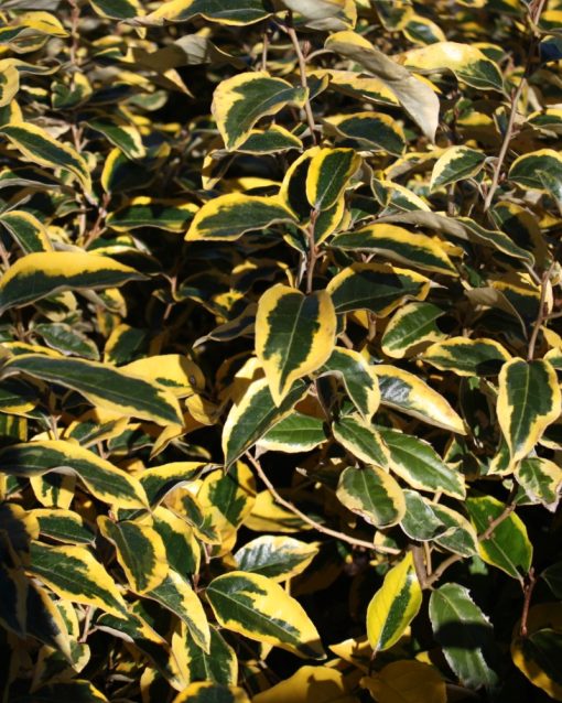 Elaeagnus x submacrophylla “Gilt Edge”