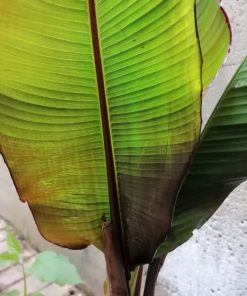 Alternative view of Ensete ventricosum ‘Maurelii’ - Banano dell’Abissinia – Banano rosso