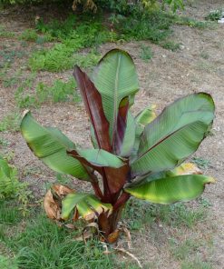Ensete ventricosum ‘Maurelii’ - Banano dell’Abissinia – Banano rosso