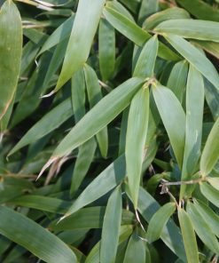 Alternative view of Fargesia rufa