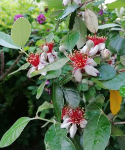 Feijoa sellowiana  - Acca sellowiana - pineapple guava