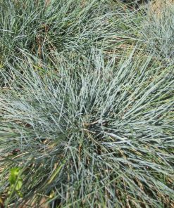 Alternative view of Festuca glauca -  Festuca azzurra