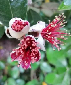 Alternative view of Feijoa sellowiana  - Acca sellowiana - pineapple guava