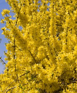Forsythia x intermedia Mikador – Forsizia Mikador