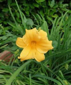 Alternative view of Hemerocallis - “Stella de Oro”