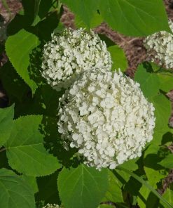 Alternative view of Hydrangea arborescens ‘Annabelle’  -  Ortensia ‘Annabelle’