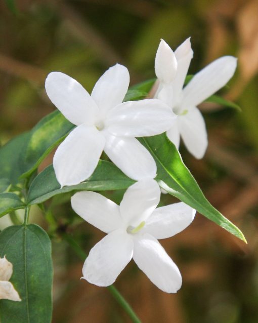 Jasminum officinale  - Gelsomino officinale