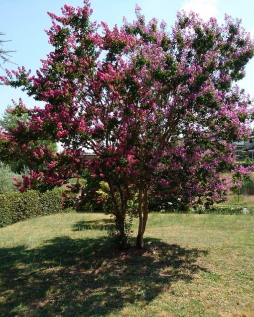 Lagerstroemia indica  ‘Watermelon Red’