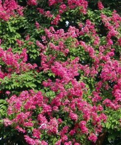 Alternative view of Lagerstroemia indica  ‘Watermelon Red’