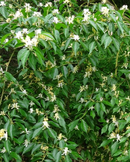 Caprifoglio  - Lonicera caprifolium
