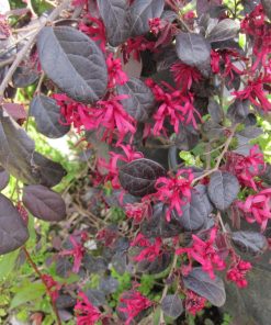 Loropetalo chinense “Black Pearl”