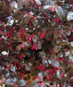Alternative view of Loropetalo chinense “Black Pearl”