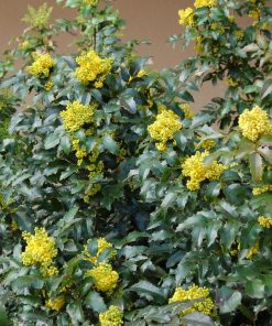Mahonia aquifolium oregon grape