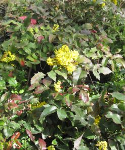 Alternative view of Mahonia aquifolium oregon grape