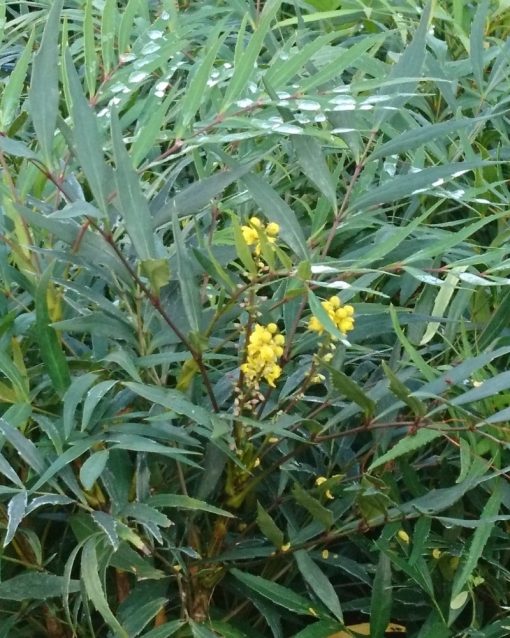 Mahonia confusa ‘Nari Hira’ o Nara Hiri - Mahonia eurybracteata Sweet Winter®