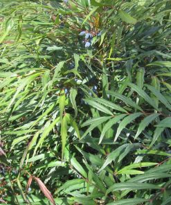 Alternative view of Mahonia confusa ‘Nari Hira’ o Nara Hiri - Mahonia eurybracteata Sweet Winter®