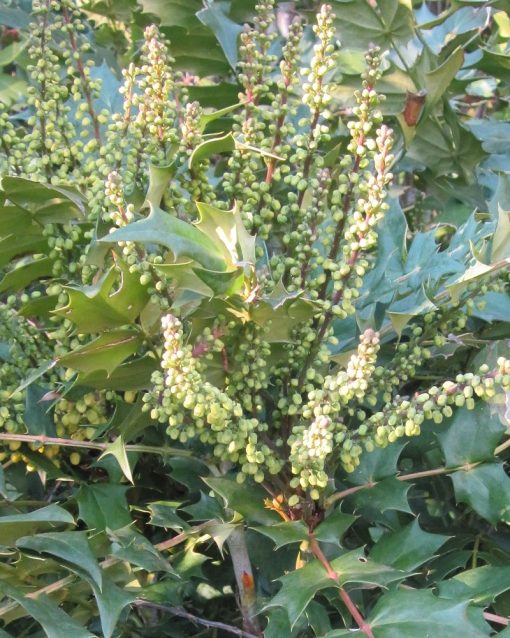 Mahonia  x media “Charity”