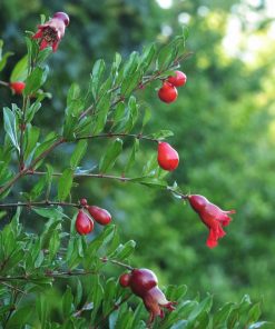Alternative view of Punica granatum – Melograno - Pomegranate