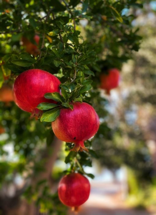 Punica granatum var. nana – Punica granatum ‘Nana’ - Melograno nano - Dwarf Pomegranate