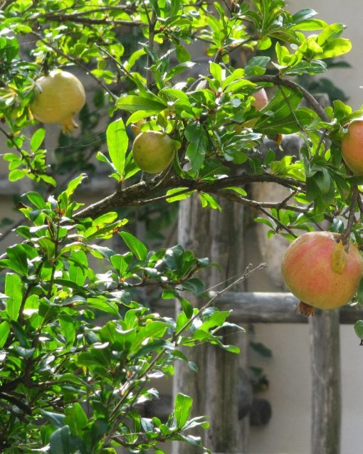 Punica granatum – Melograno - Pomegranate
