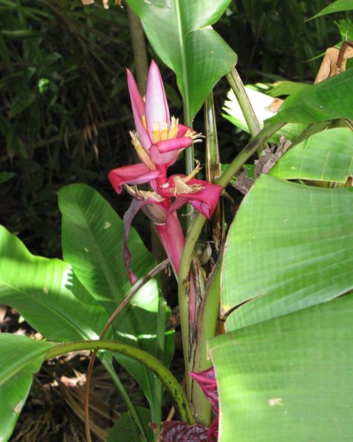 Musa velutina – Banano rosa