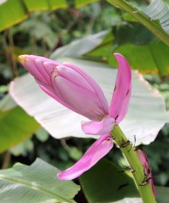 Alternative view of Musa velutina – Banano rosa