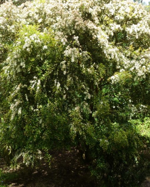 Myrtus communis subsp. tarentina