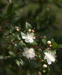 Alternative view of Myrtus communis subsp. tarentina