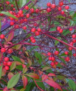 Alternative view of Nandina domestica ‘Gulf Stream’ - Gulf Stream Heavenly Bamboo
