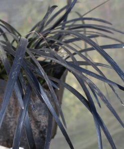 Alternative view of Ophiopogon planiscapus  “Nigrescens”- Convallaria Niger