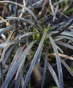 Ophiopogon planiscapus “Nigrescens”- Convallaria Niger