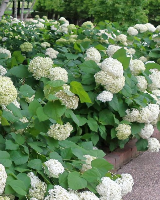Hydrangea arborescens ‘Annabelle’  -  Ortensia ‘Annabelle’