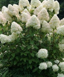 Alternative view of Hydrangea paniculata ‘Phantom’ – Ortensia paniculata ‘Phantom’