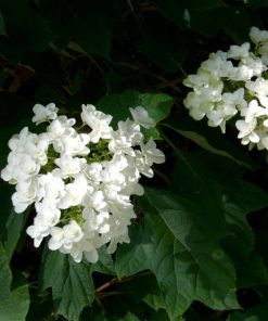 ortensia-quercifolia-snow-flake