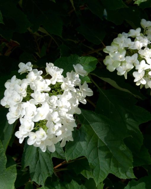 ortensia-quercifolia-snow-flake