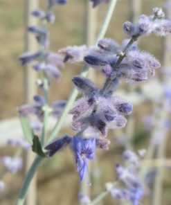 Alternative view of Perovskia atriplicifolia    ‘Blue Spire’