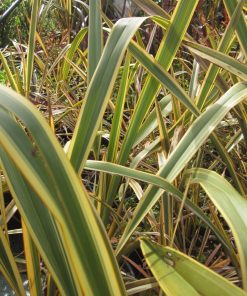 Alternative view of Phormium tenax  ‘Variegatum"