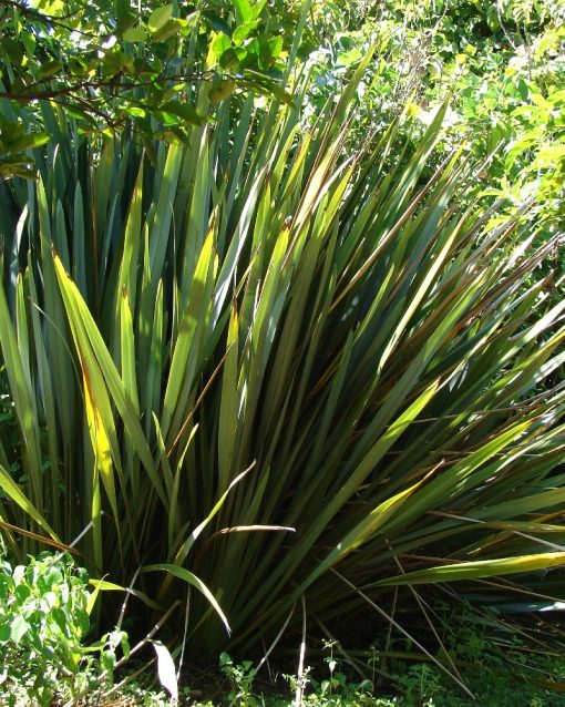 Phormium tenax  ‘Variegatum"