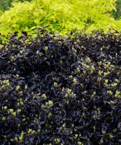 Pittosphorum tenuifolia ‘Tom Thumb’ - Pittosporum ‘Tom Thumb’