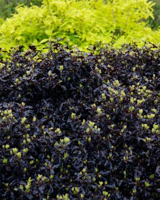 Pittosphorum tenuifolia ‘Tom Thumb’ - Pittosporum ‘Tom Thumb’