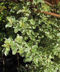 Alternative view of Pittosporum tenuifolium  ‘Silver Queen’