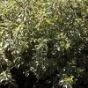 pittosporum-tenuifolium-silver-queen