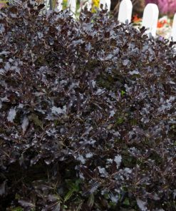 Alternative view of Pittosphorum tenuifolia ‘Tom Thumb’ - Pittosporum ‘Tom Thumb’