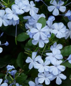 Alternative view of Plumbago capensis “Blu Foncè”