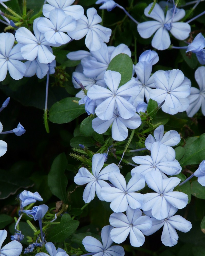 Plumbago Capensis Blu Fonc Codiferro Master Gardener Plumbago Capensis Blu Fonc Codiferro Master Gardener