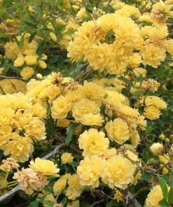 Rosa banksiae ‘Lutea’ - Rosa di Banks